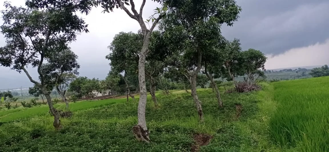 Dijual Lahan Luas Komersil di Tirtowening, Bendungjati, Pacet - Mojokerto - Thumbnail 4