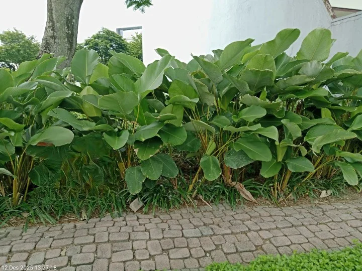 Dijual Murah Kavling Raya Bukit Golf Citraland Surabaya Barat