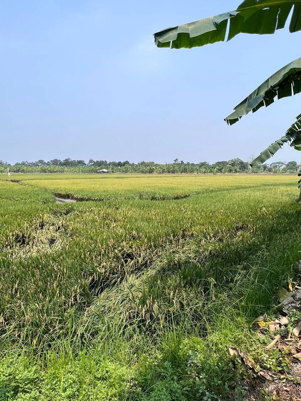 Dijual Tanah Strategis Cocok Untuk Investasi di Lingkar Timur Gebang Sidoarjo - Thumbnail 3