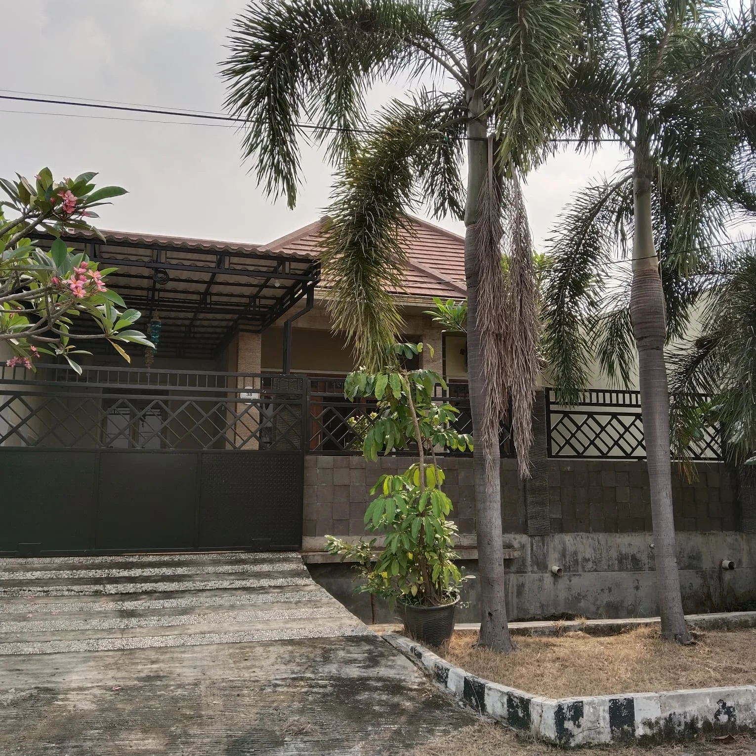 phirus-hijau-1