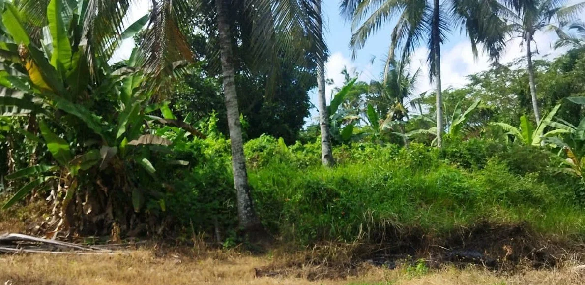 Jual-Lelang-Tanah-Kosong-Strategis-Dekat-Pusat-Kota-di-Banyuwangi