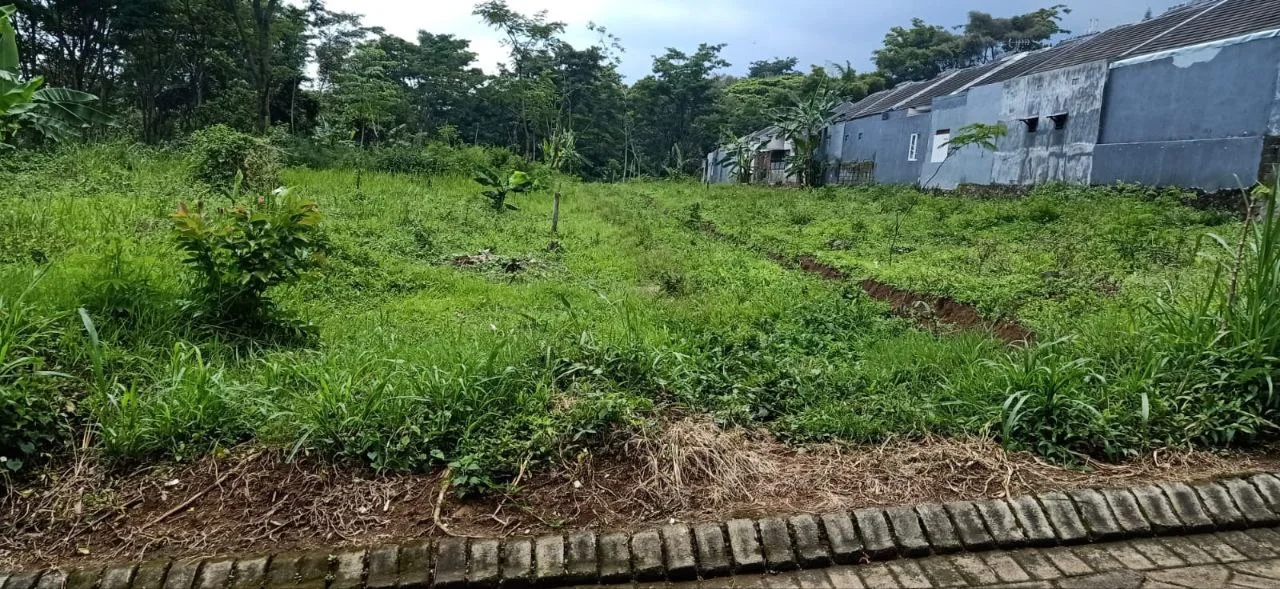 green-beji-4