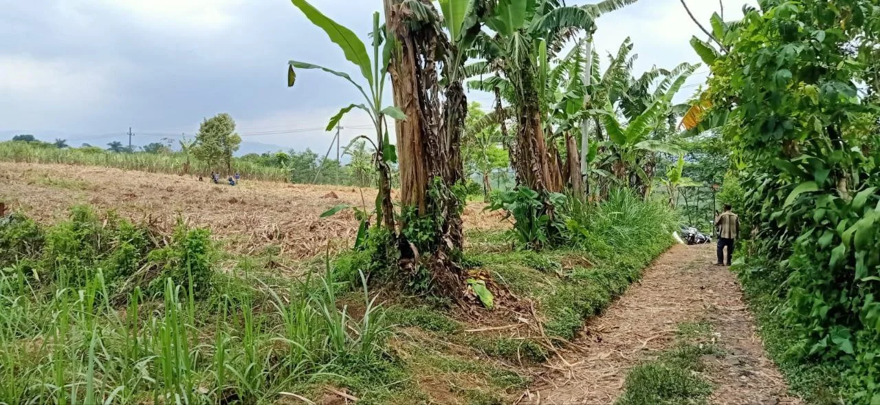 Dijual Tanah Berlokasi Strategis di Jalan Raya Dawuhan Sengon Nongkojajar Pasuruan - Thumbnail 2