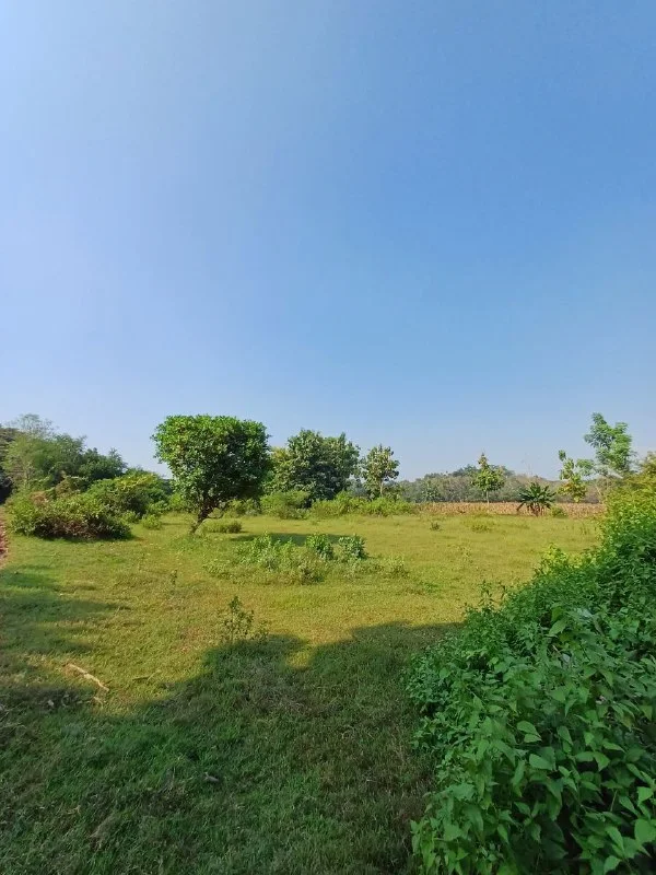 Dijual Tanah Lokasi Strategis di Desa Temandang Merakurak Tuban - Thumbnail 2