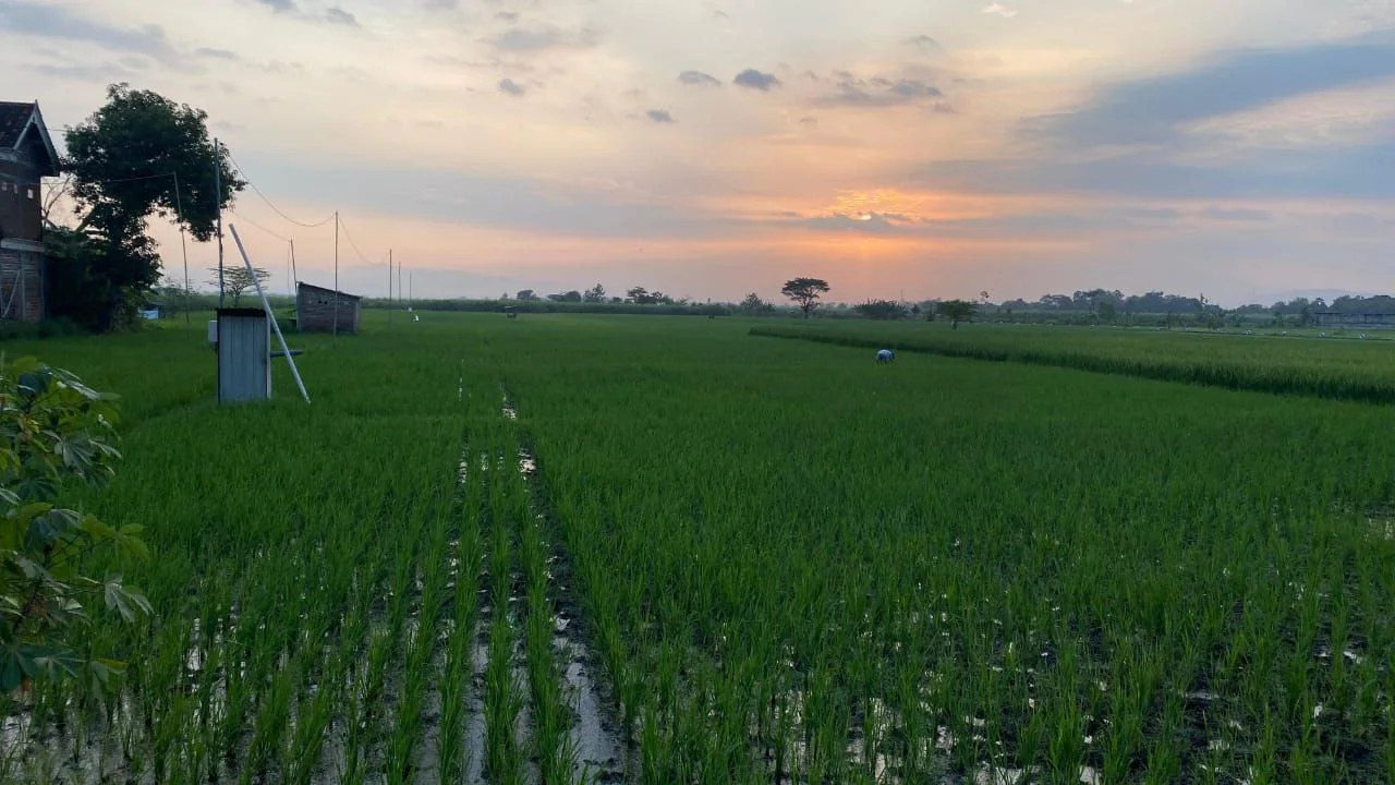 Dijual Tanah Sawah Produktif Lokasi Strategis di Wilayah Babadan Ponorogo - Thumbnail 4
