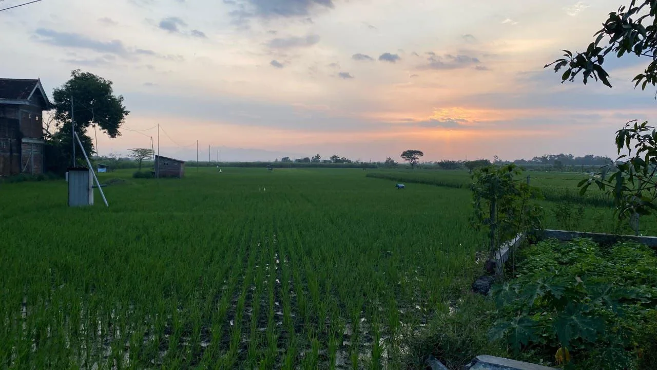 Dijual Tanah Sawah Produktif Lokasi Strategis di Wilayah Babadan Ponorogo - Thumbnail 3