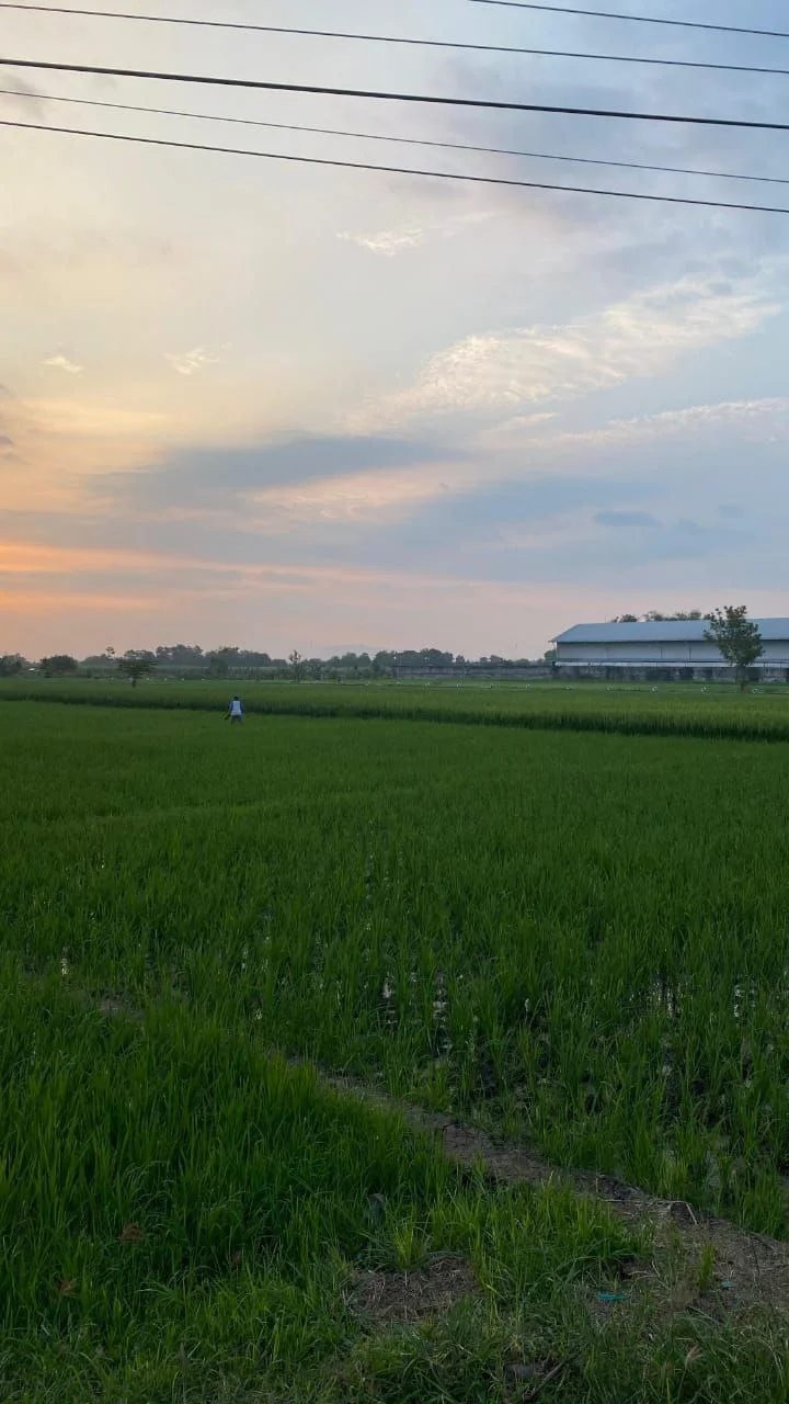 Dijual Tanah Sawah Produktif Lokasi Strategis di Wilayah Babadan Ponorogo - Thumbnail 2