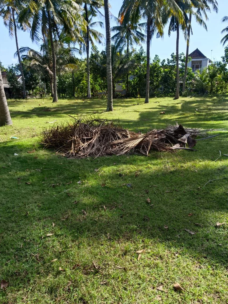 Dijual Tanah Kebun Kelapa Produktif Di Banyubiru Jembrana Bali - Thumbnail 4
