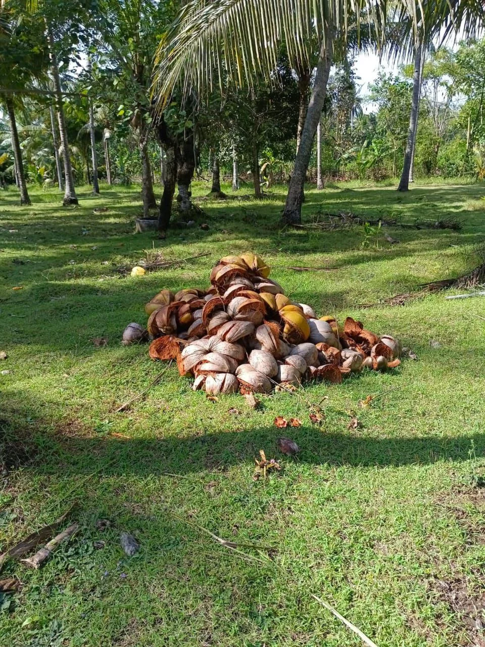 Dijual Tanah Kebun Kelapa Produktif Di Banyubiru Jembrana Bali - Thumbnail 3