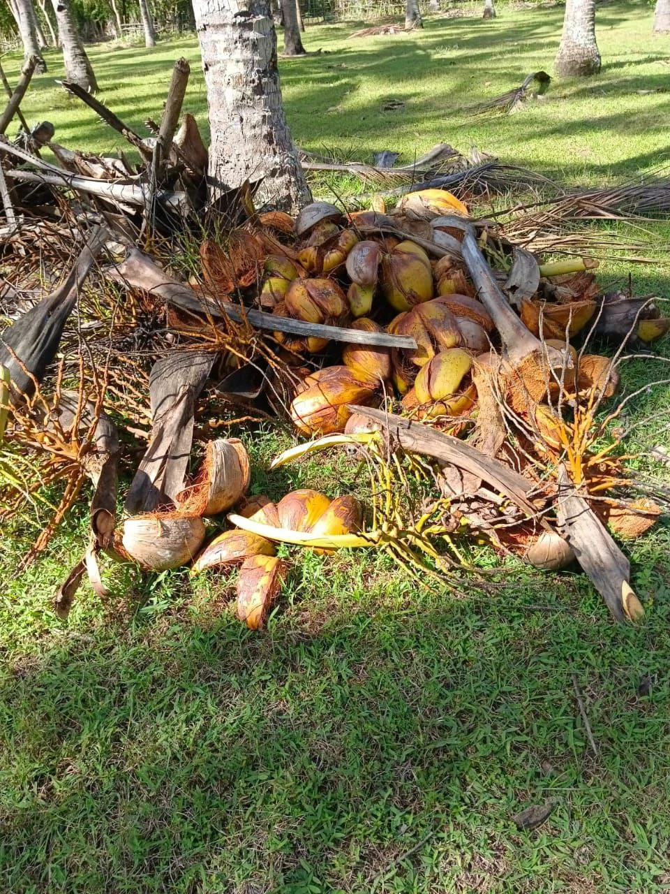 Dijual Tanah Kebun Kelapa Produktif Di Banyubiru Jembrana Bali - Thumbnail 2