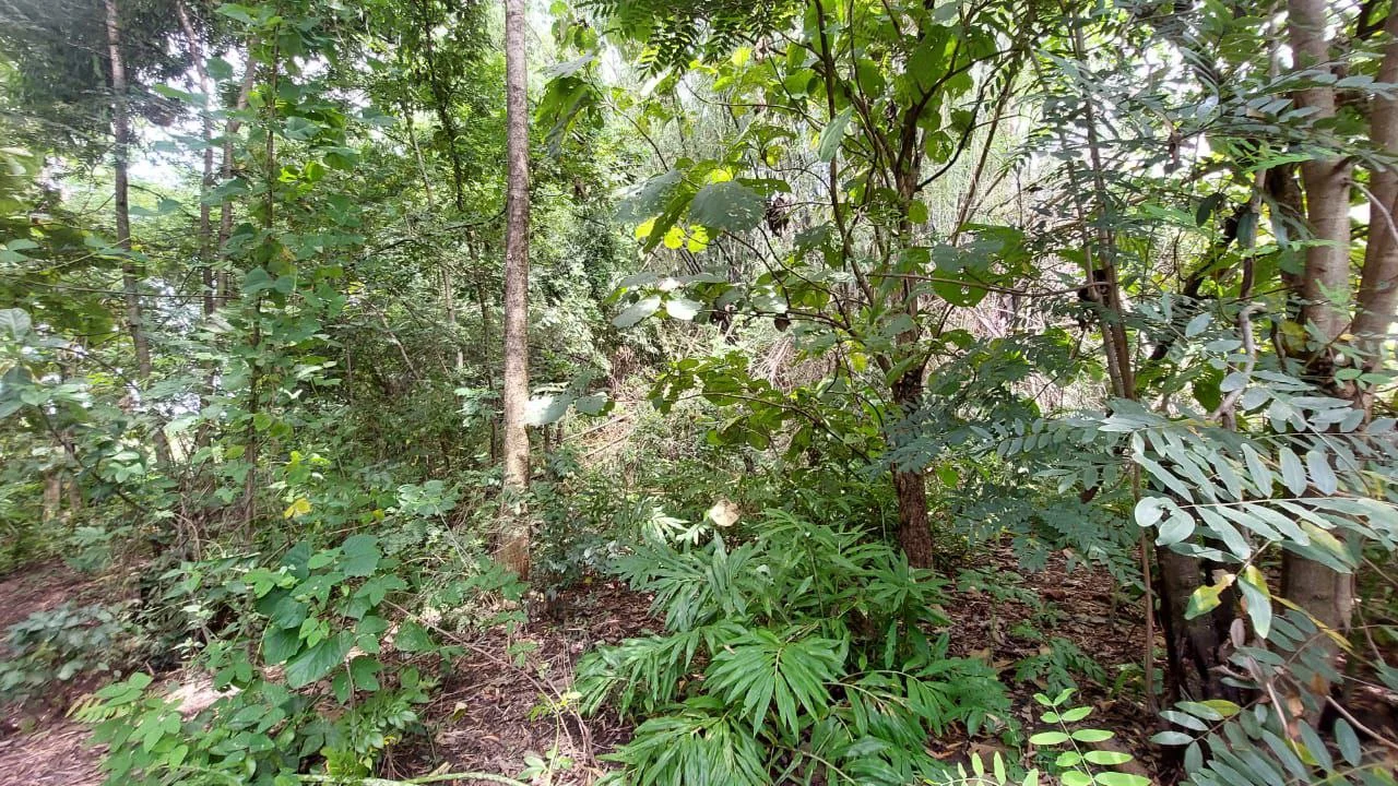 Dijual Tanah Pekarangan Lokasi Strategis di Dusun Bulu Randusongo Ngawi - Thumbnail 3