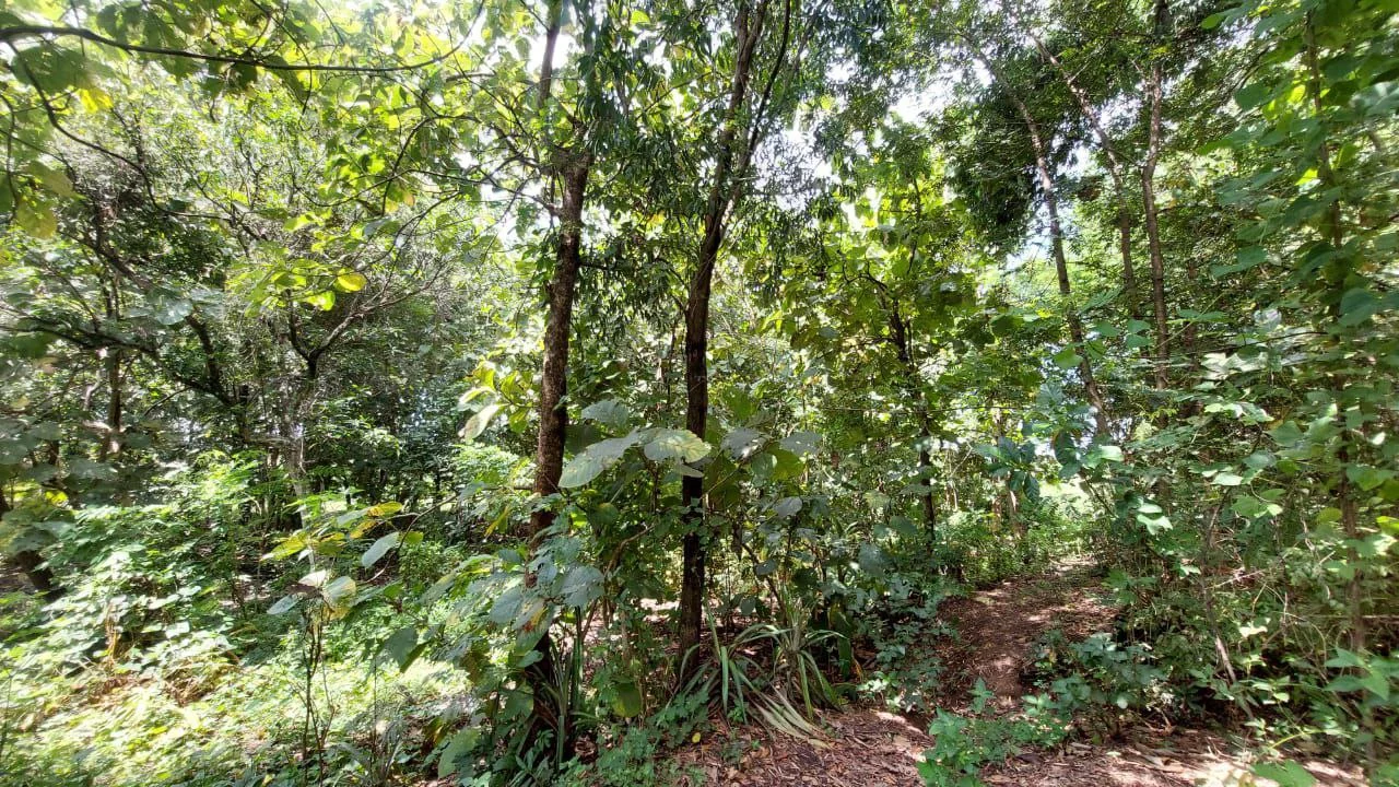 Dijual Tanah Pekarangan Lokasi Strategis di Dusun Bulu Randusongo Ngawi - Thumbnail 2