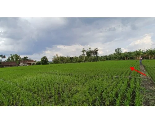 sawah-di-rejomulyo-ngawi