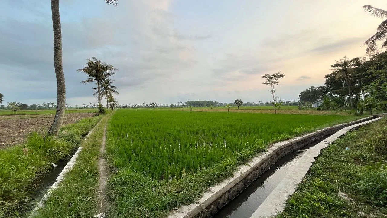 Dijual Tanah Sawah Produktif Dekat Jalan Raya di Krajan Klampokarum Tekung Lumajang - Thumbnail 3