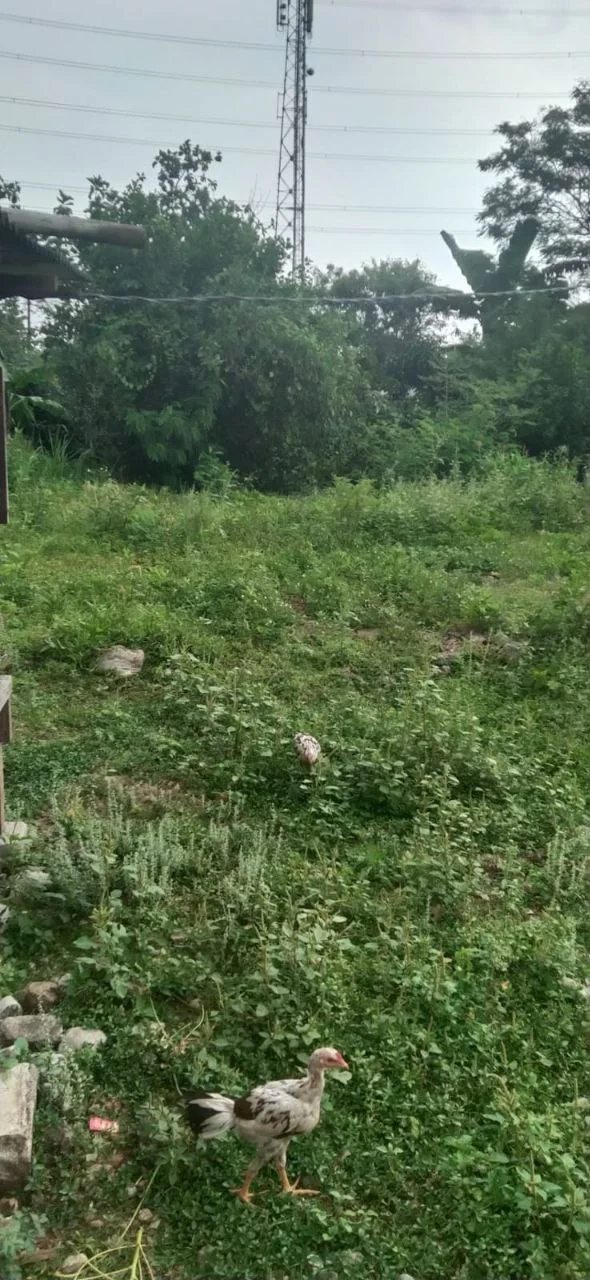 Dijual Tanah Strategis di Kembangan Selatan Jakarta Barat - Image 1