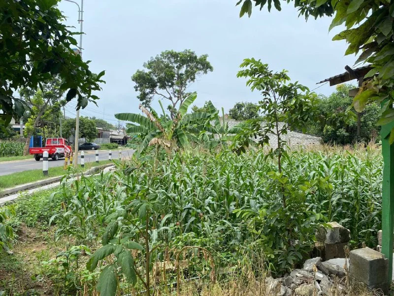Dijual Tanah Luas di Jalan Raya Deandels Banyutengah Gresik - Thumbnail 4