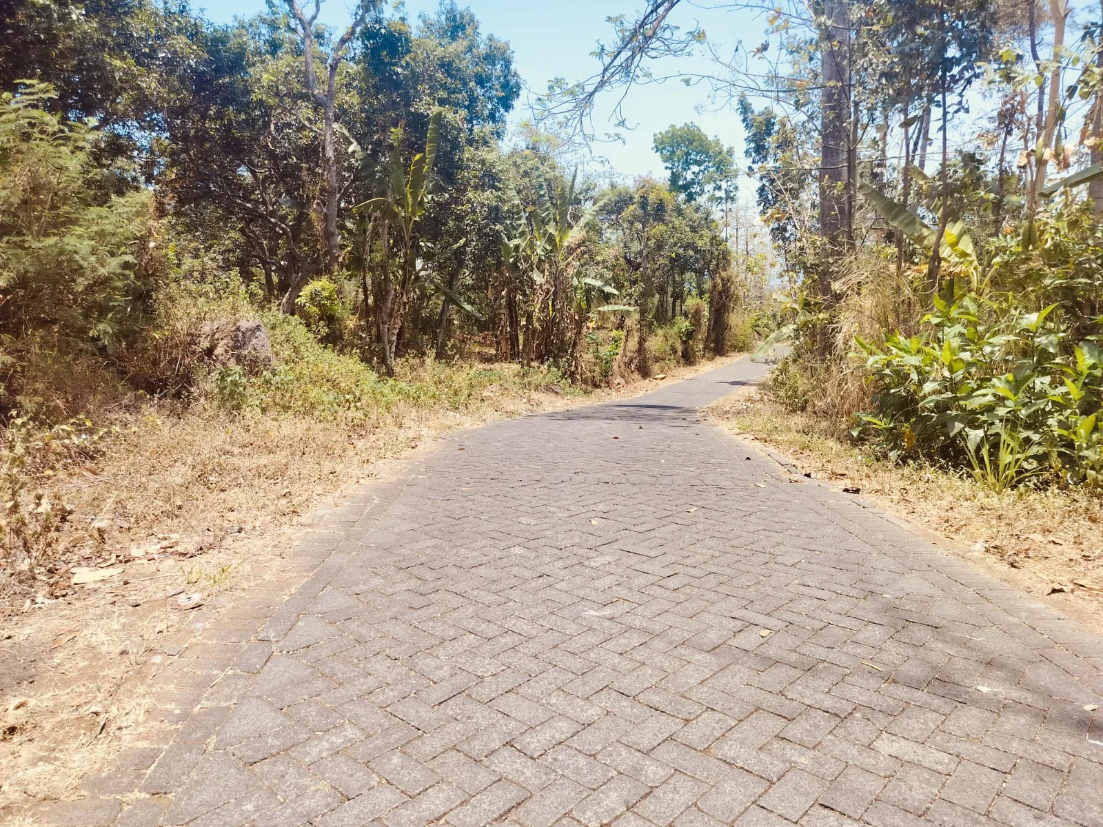 Jual Tanah Kebun Mangga di Ngembal Pasuruan - Thumbnail 4