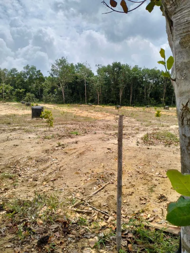 Dijual Tanah Luas Lokasi Potensial di Kawasan Buluh Tumbang di Bangka Belitung