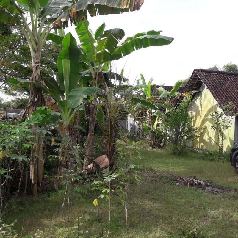 Dijual Tanah Luas Lokasi Strategis di Kawasan Sembung Ngawi