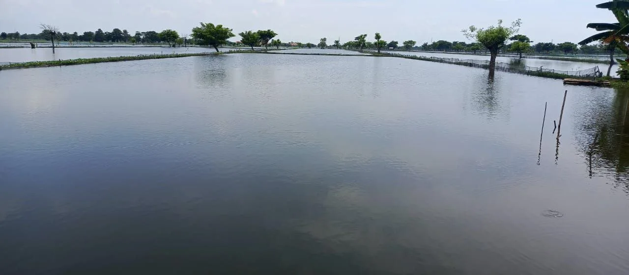 Dijual Tambak Luas di Karangbinangun Lamongan - Image 1