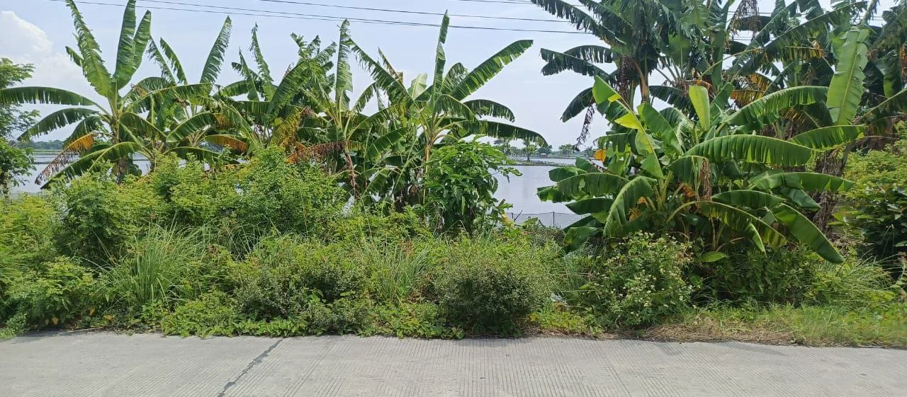 Dijual Tambak Luas di Karangbinangun Lamongan - Thumbnail 2