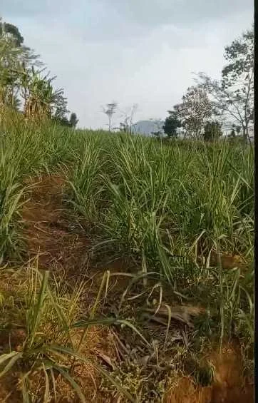 Dijual Lahan Tanah Luas di Dekat Ampelantuk Sukodadi Malang