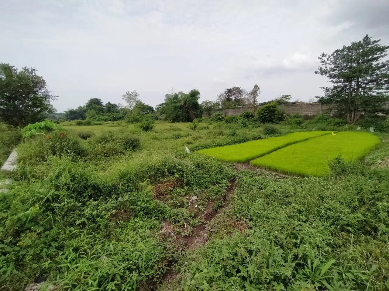 Dijual Tanah Luas Strategis di Dukuhsari Sukorejo Pasuruan - Thumbnail 4