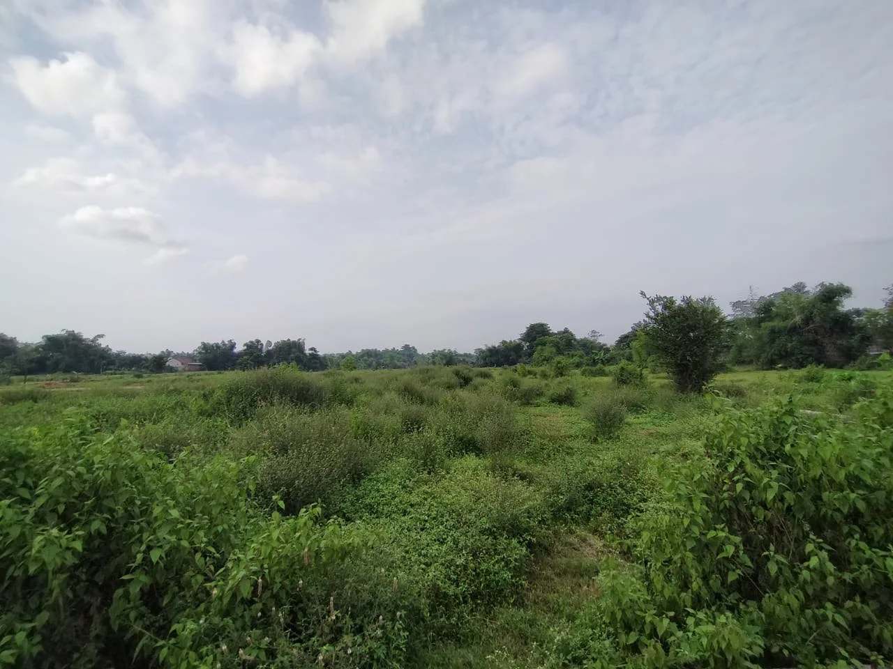 Dijual Tanah Luas Strategis di Dukuhsari Sukorejo Pasuruan - Thumbnail 5