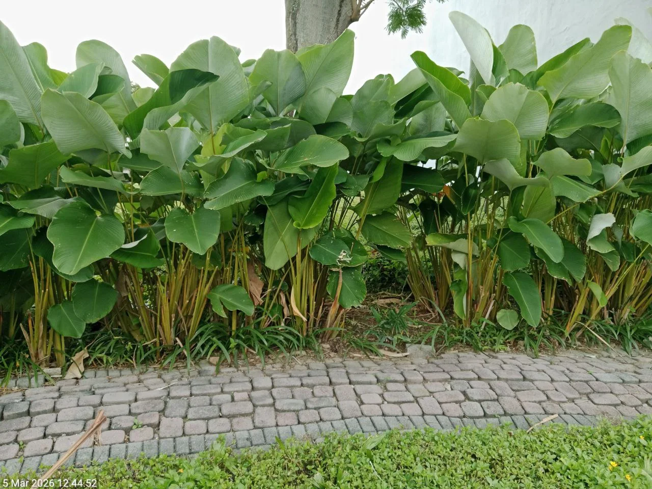 Dijual tanah di kawasan Citraland, tepatnya di Raya Bukit Golf Surabaya Barat - Image 1