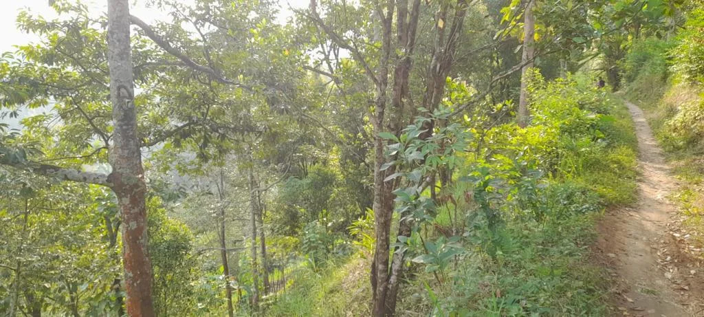 *Dijual Tanah Perkebunan di Bareng Sawahan Nganjuk*
