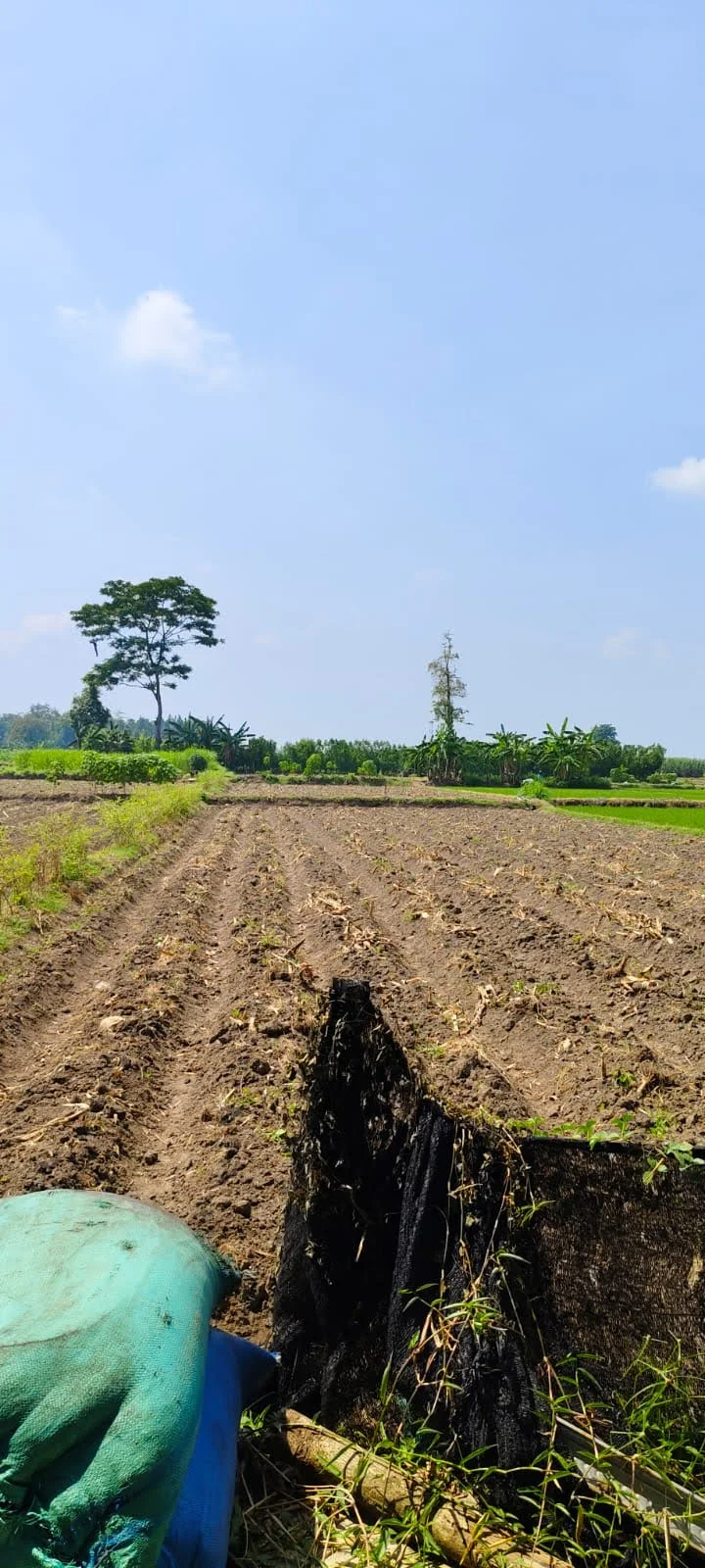 Dijual murah tanah sawah produktif yang masih aktif di kawasan Bringin – Pare, Jawa Tengah