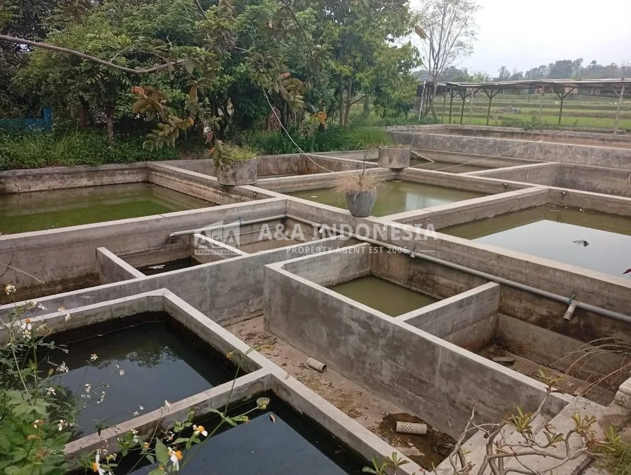 Dijual Murah Tanah, Kolam Pancing, Rumah Kalen, Dlanggu Mojokerto - Thumbnail 4