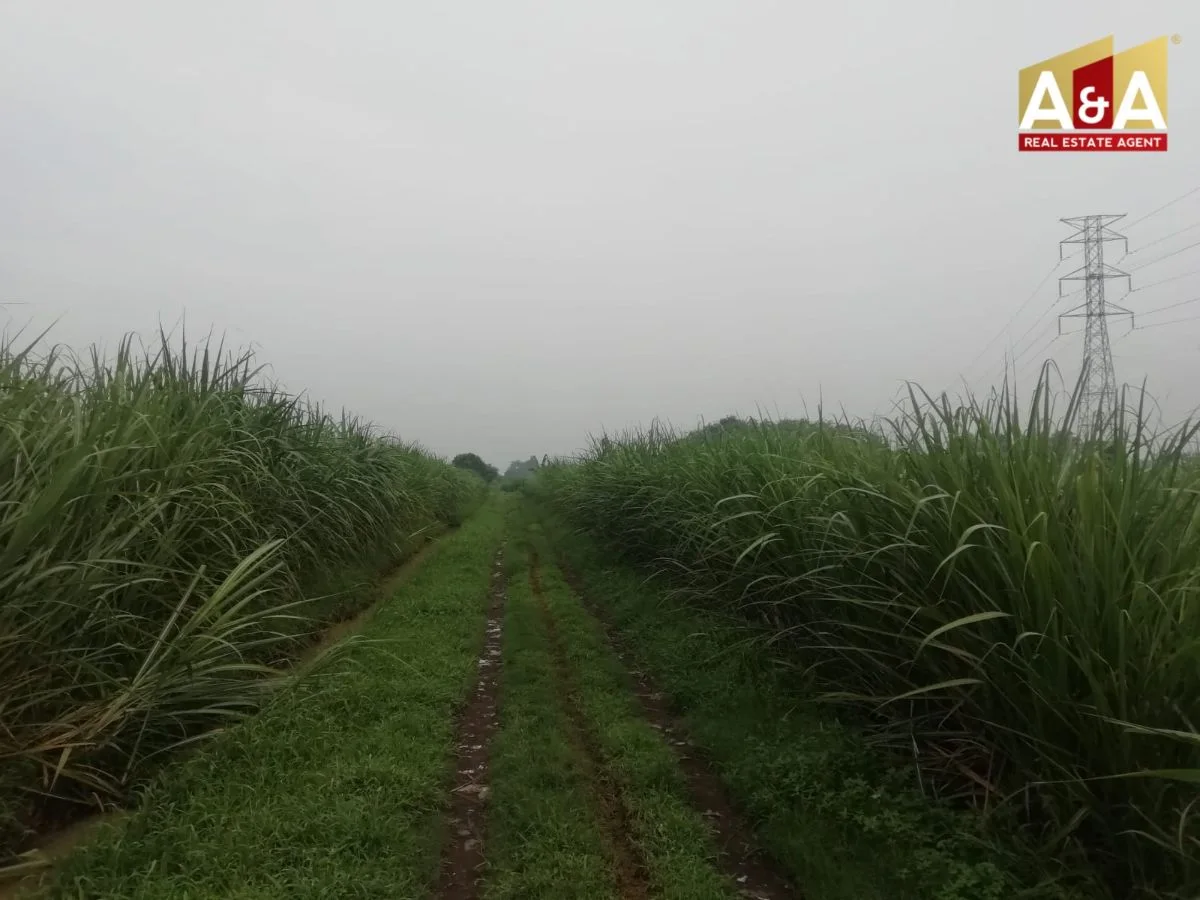 Dijual Cepat Tanah Lahan Pertanian Area Mojowarno Jombang