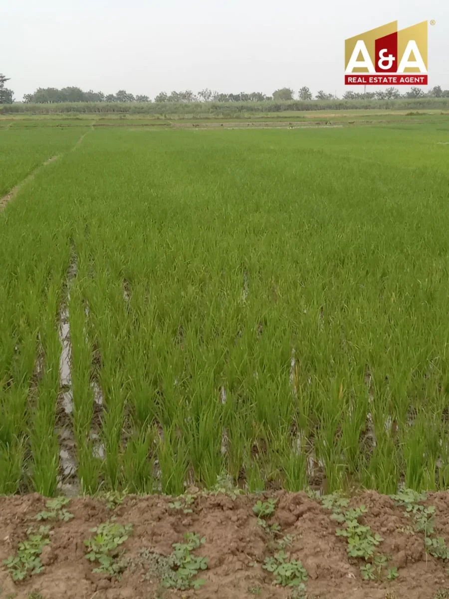 Dijual Cepat Tanah Strategis di Prambon Sidoarjo