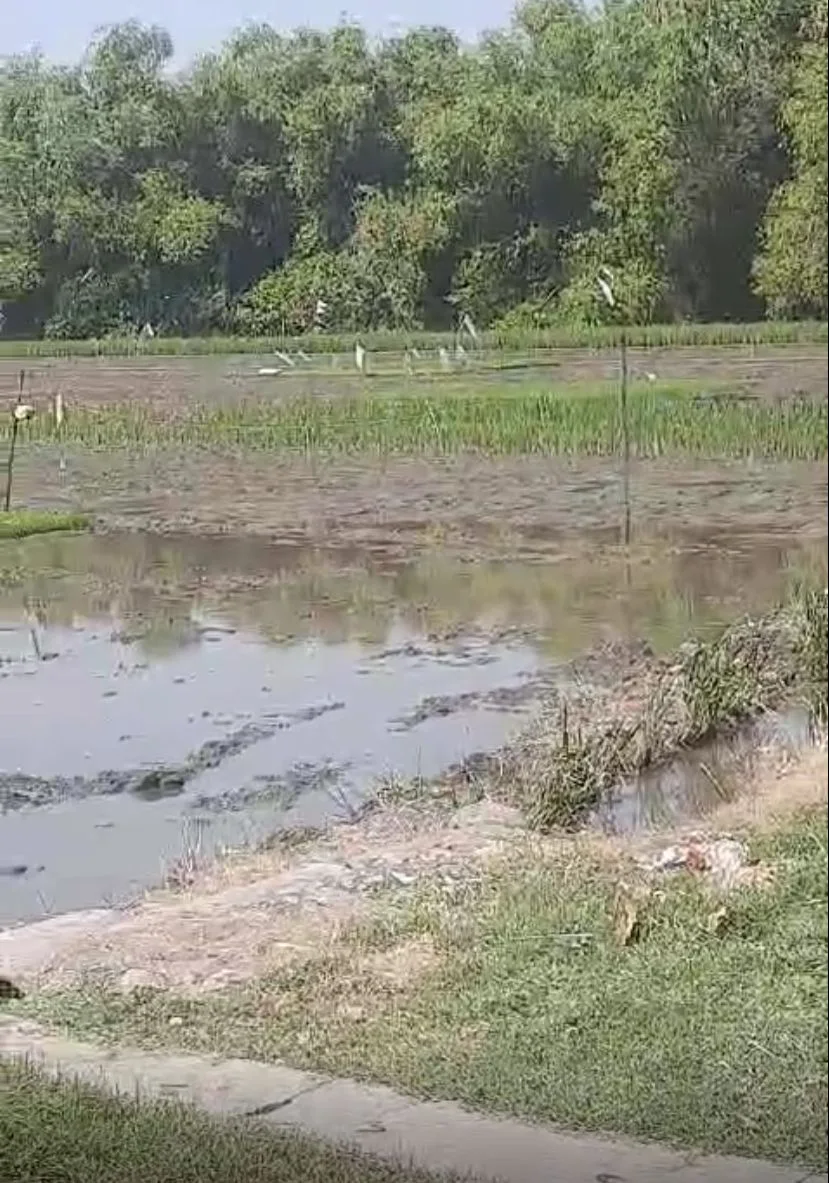 Dijual Tanah/Sawah Strategis di Wilayah Sidoarjo