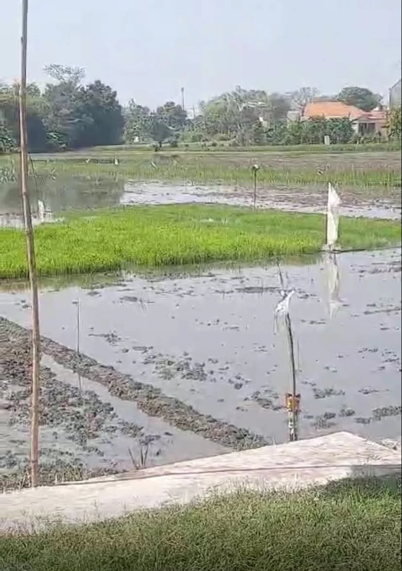Dijual Tanah/Sawah Strategis di Wilayah Sidoarjo - Thumbnail 2