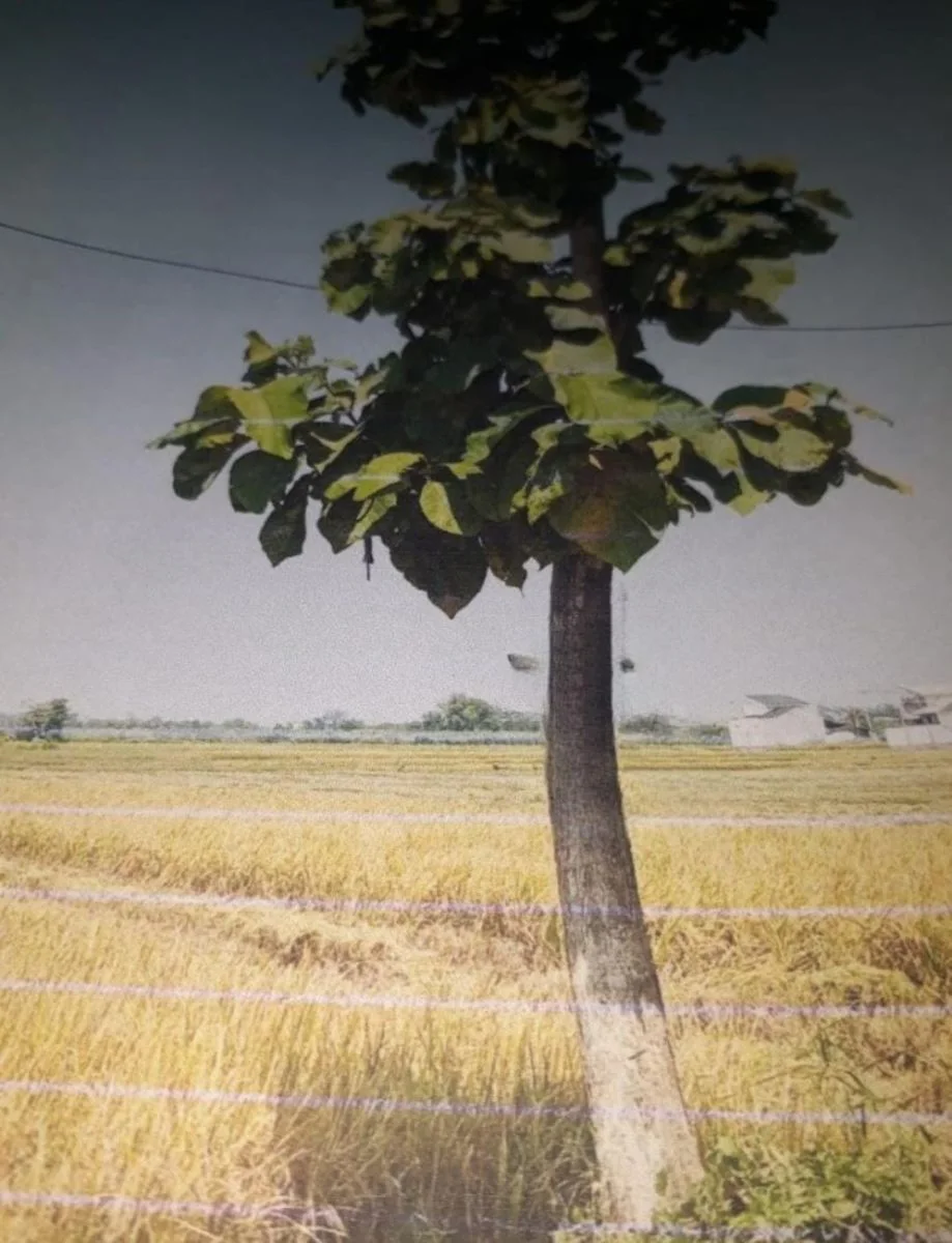 Dijual Sawah/Tanah Strategis di Kajartengguli, Prambon Wilayah Sidoarjo