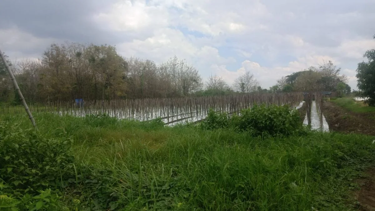 Dijual Tanah di Lokasi Potensial untuk Investasi Sidowungu Menganti Gresik - Image 1