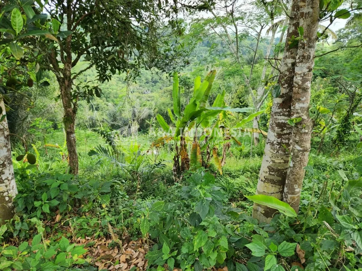 Dijual Tanah Premium 3.500 m² di Tegalalang Ubud Bali – SHM, Zona Pariwisata, View Lembah - Thumbnail 2
