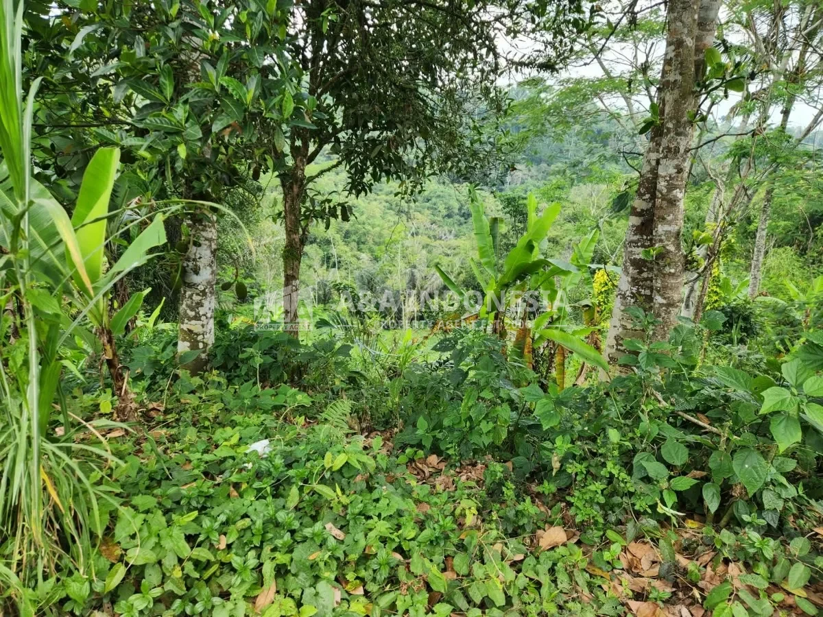 Dijual Tanah Premium 3.500 m² di Tegalalang Ubud Bali – SHM, Zona Pariwisata, View Lembah - Thumbnail 3