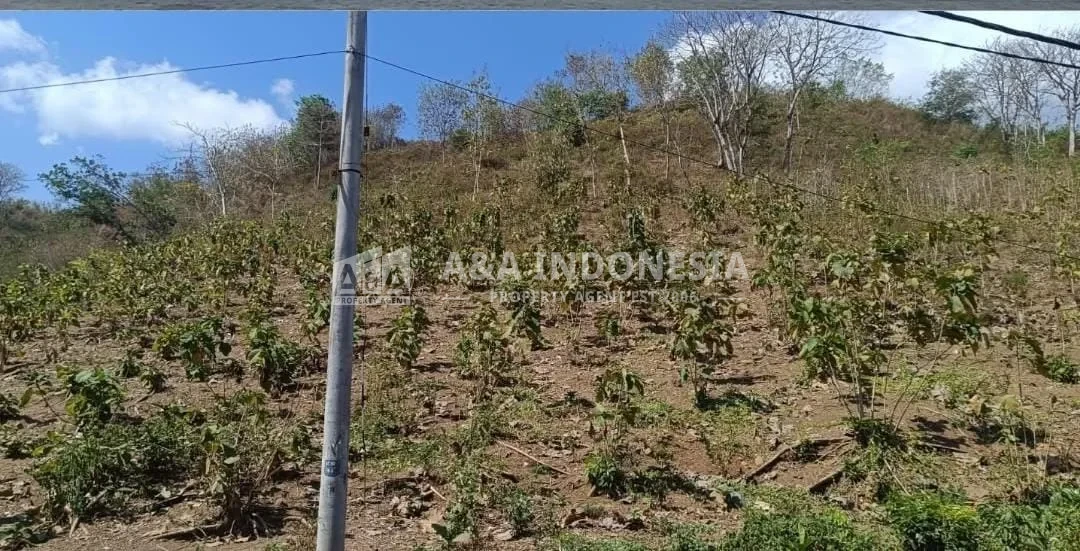 Jual Tanah Kavling 1 Hektar Raya Lembar Sekotong dekat Pelabuhan Lombok Barat Nusa Tenggara Barat - Thumbnail 2
